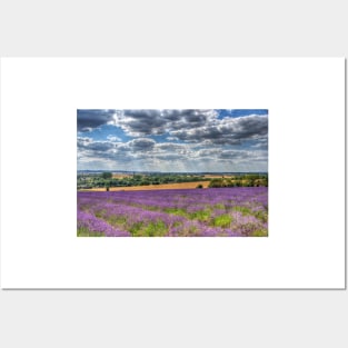 Lavender Farm Posters and Art